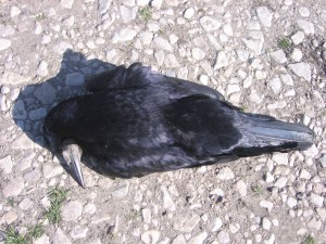 Dead_crow_4 - JPEG